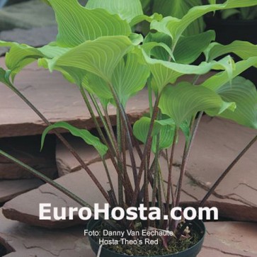 Hosta Theo's Red