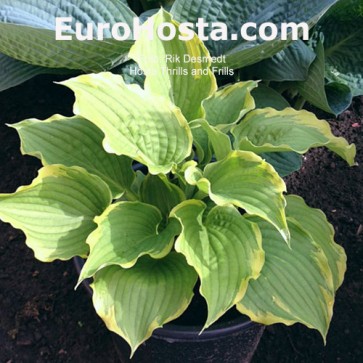 Hosta Thrills and Frills