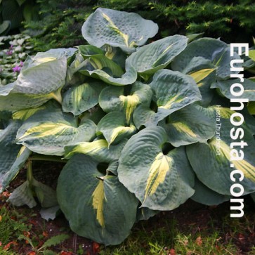 Hosta Thunderbolt