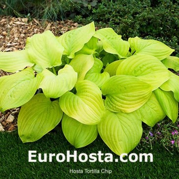 Hosta Tortilla Chip