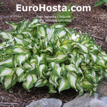 Hosta Undulata Univittata - Eurohosta