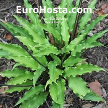 Hosta Urchin