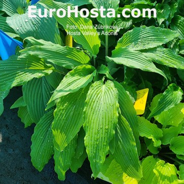 Hosta Valley`s Adonis