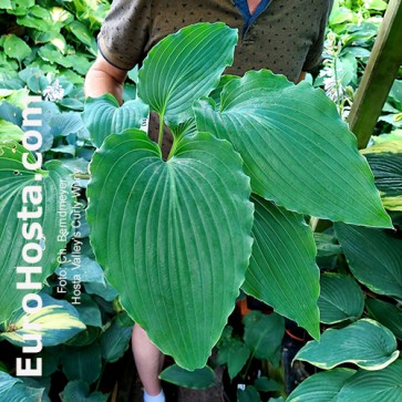 hosta Valley's Curly Wurly 