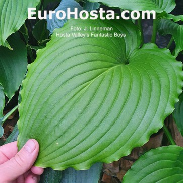 Hosta Valley's Fantastic boys