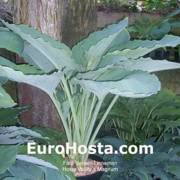 Hosta valley´s magnum