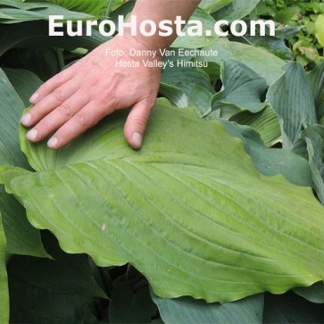 Hosta Valley's Himitsu