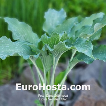 Hosta Venetian Star