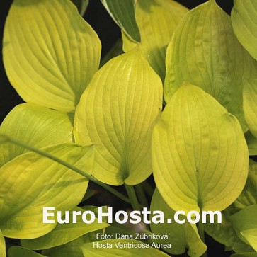 Hosta Ventricosa Aurea - Eurohosta