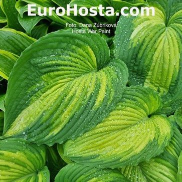 Hosta War Paint 