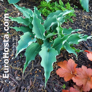 Hosta Waterslide