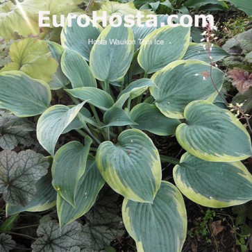 Hosta Waukon Thin Ice