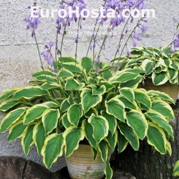 Hosta Waving Winds