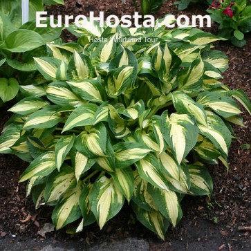 Hosta Whirlwind Tour