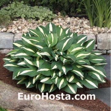 Hosta White Bikini - Eurohosta