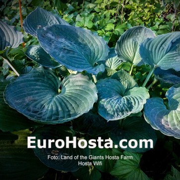 Hosta Wifi