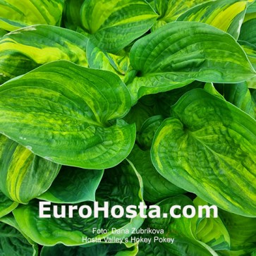 Hosta William Lachman