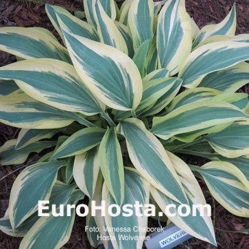 Hosta Wolverine - Eurohosta