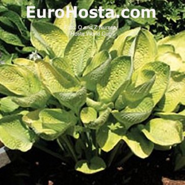 Hosta World Cup