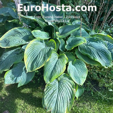 Hosta Wu-La-La