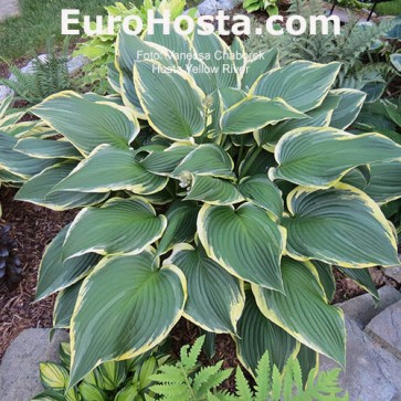 Hosta Yellow River - Eurohosta