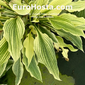 Hosta Zebra Stripes - Eurohosta