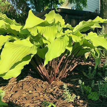 Hosta Phoenix Feathers