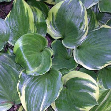 hosta Reflections