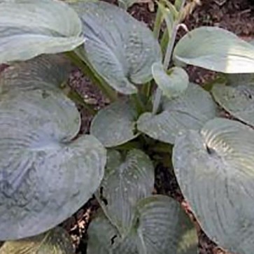 Hosta Rembrandt Blue