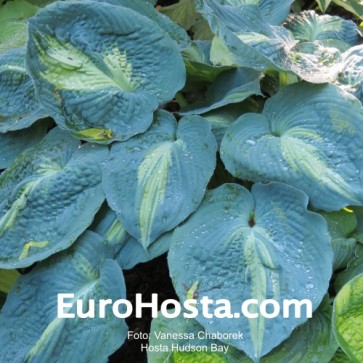 Hosta Hudson Bay - Eurohosta