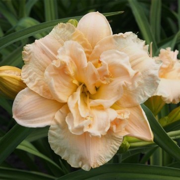 Hemerocallis Ikebana Star