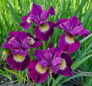 iris sibirica Sultan's Ruby
