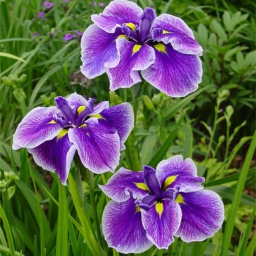 Iris ensata Crystal Halo