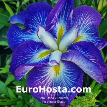Iris ensata Gusto