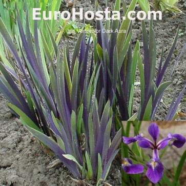 Iris Versicolor Dark Aura - Eurohosta