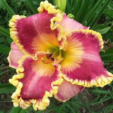 Hemerocallis John Peat