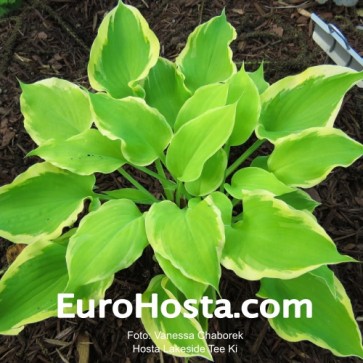 Hosta Lakeside Tee Ki - Eurohosta