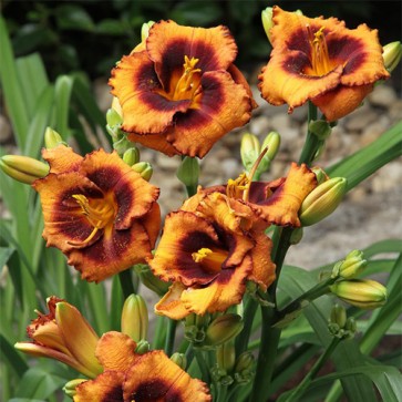 Hemerocallis Madeline Nettles Eyes - Eurohosta