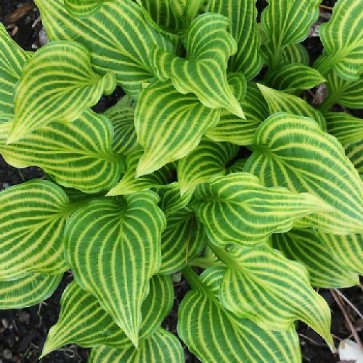 Hosta Mito no Hana