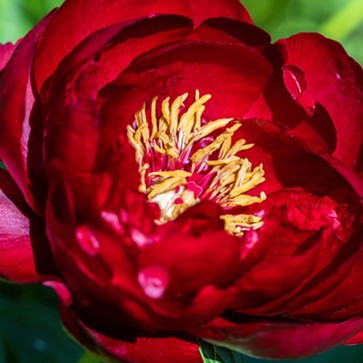 Paeonia Buckeye Belle