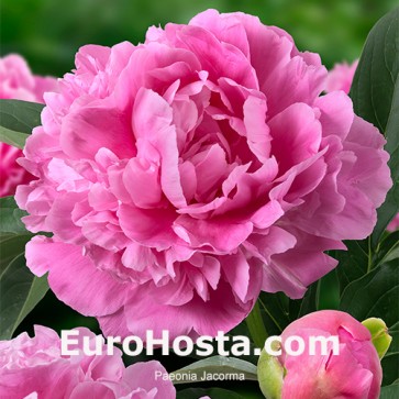 Paeonia Jacorma