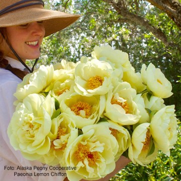 Peony Lemon Chiffon