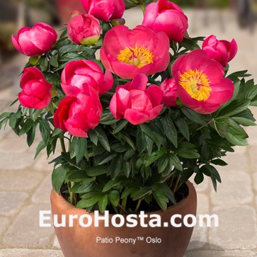 Pivónia - pivonka Patio Peony™ Oslo | EUROHOSTA