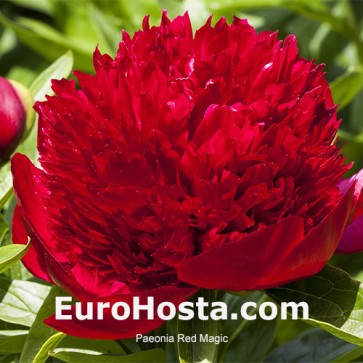 Paeonia Red Magic