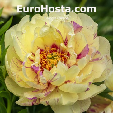 Paeonia Lollipop