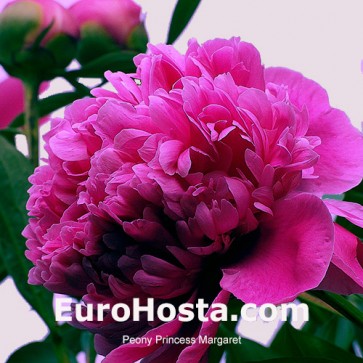 Pivónia - pivonka Princess Margaret | EuroHosta