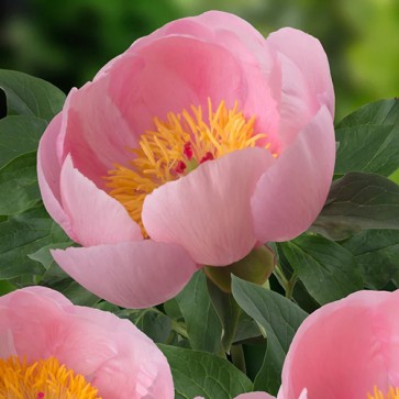 peony Soft Salmon Saucer