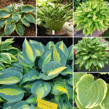 Hosta - pestré listy