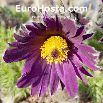 Pulsatilla vulgaris 'Papageno'