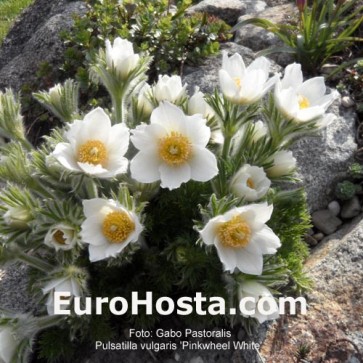 Pulsatilla vulgaris